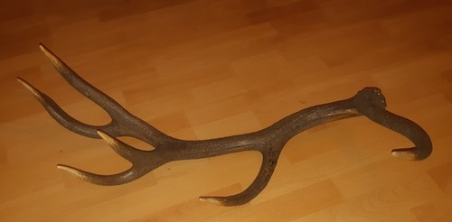 Stange hirschgeweih vom 12 - 1,