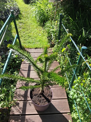 Araucaria araucana - 1, x