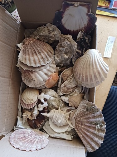 Muschelsammlung muschel - muschelsammlung,