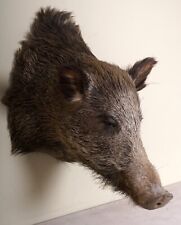 Schöner Wildschweinkopf Wild boar Taxidermy