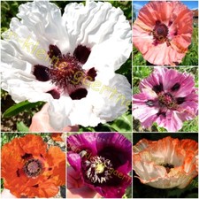 TÜRKISCHER RIESENMOHN MOHN
