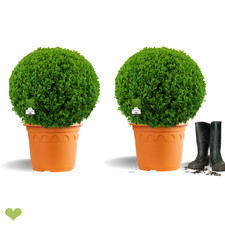 2 Stück Buchsbaum Kugel