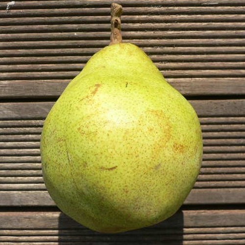 Vereinsdechantbirne