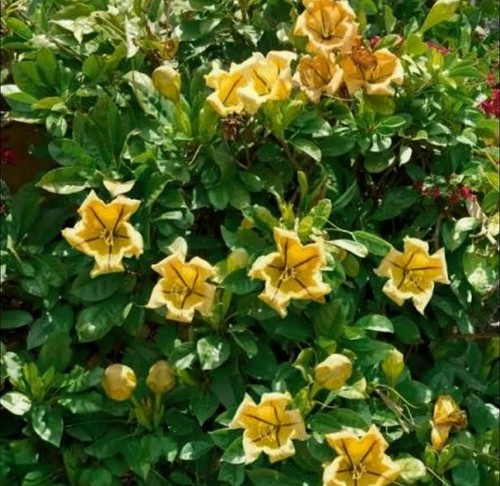 Solandra maxima goldkelch - solandra, "goldkelch"