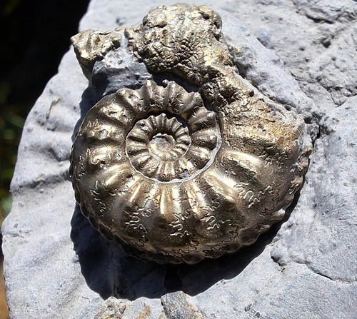 Pyrit ammonit arieticeras - pyrit,