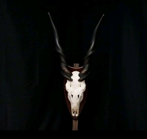 Kapitale eland antilope - kapitale,