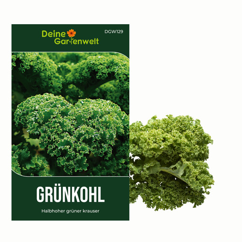 Grünkohl halbhoher grüner - grünkohl,