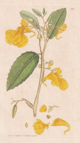 Impatiens noli tangere - impatiens,