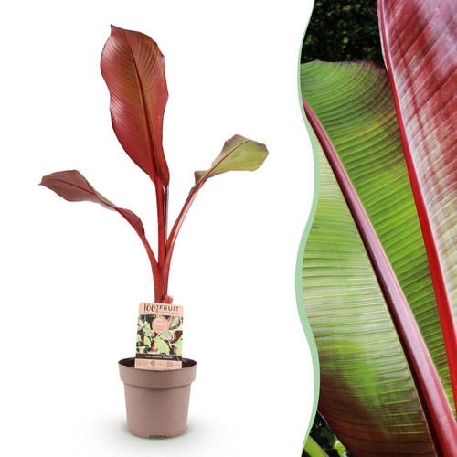 Musa ensete maurelli - musa,