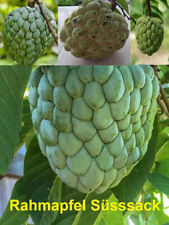  Annona squamosa Kerne Zimtapfel Rahmapfel Süsssack Zuckerapfel Cherimoya 