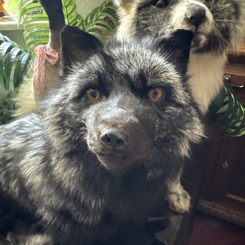 Silberfuchs softmount fuchs - silberfuchs,