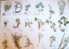 Herbarium 25 Pflanzen mit