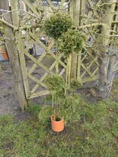 Koniferen Pon Pon   ,  mit