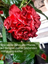 Zimmerpflanze bewurzelter rot - zimmerpflanze,,