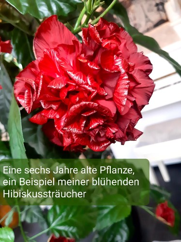 Zimmerpflanze bewurzelter rot - zimmerpflanze,,