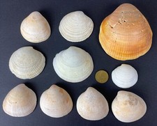 10 Meeresmuscheln  47-100 mm Breite maritime Dekoration