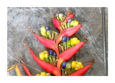 10x Heliconia subulata Cauca Mehrjährig Garten Pflanzen - Samen ID496