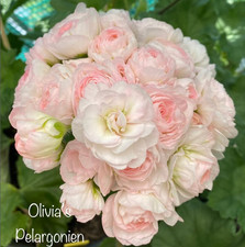 2 Pelargonien TA Emmanuell &