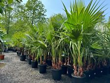 Palme - Washingtonia Robusta