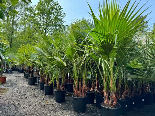 Palme washingtonia robusta - palme,