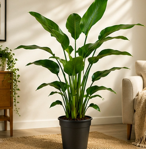 Paradiesvogelpflanze 140 150cm - paradiesvogelpflanze, 140-150cm