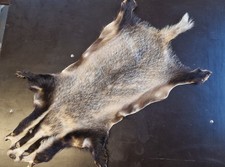 Dachsfell Dachsschwarte Dachs Fell Europa Larp Mittelalter  Jagd Jäger Jungjäger