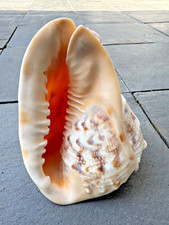 Cassis cornuta Helmschnecke