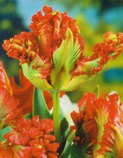10 Papagei Tulpen  Exotic Parrot  Blumenzwiebeln Tulpenzwiebeln