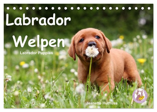 Labrador welpen - -,