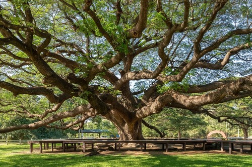 Samen regenbaum albizia - regenbaum,