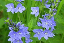 500 Samen Veronica teucrium