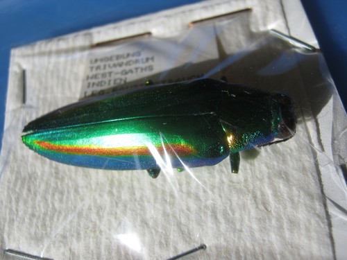 Buprestidae-Juwelenkäfer