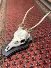 Rotwild Hirsch Geweih mit Schädel auf Holzbrettchen, Deko