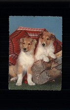 Hunde Regenschirm Collies