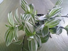 Zebra-Ampelkraut 3 x Tradescantia albiflora 'Brightness',  Ableger, ca.10 lang