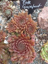 2x Kindel Sempervivum * Pink