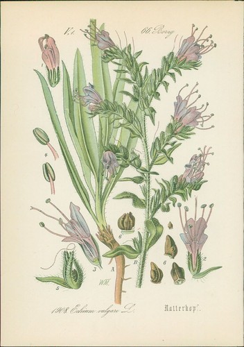 Chromolithographie - ,