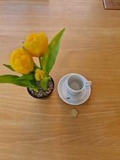 Espresso Kaffeetasse Fernando