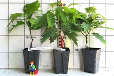 Quercus rubra "Haaren"  -  Zwergform / Kugelform  der amerikanischen Roteiche