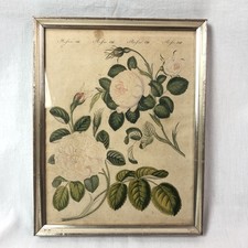 Original kolorierter Kupferstich Rosen VIII Botanik Antik Holzrahmen Silber/Glas