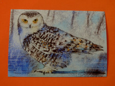 1x Postkarten Schneeeule Loes