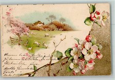 10506862 - Lamm Kirschbluete Idylle Gehoeft Holzzaun Schaf