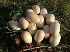 Holzei natur Buche 40 x 60 mm