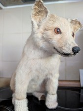 Fuchs Tierpräparat, Rotfuchs, Jungfuchs, Welpe, Jagd, Trophäe, Vintage Deko