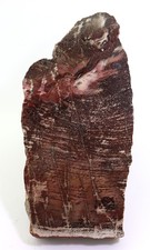 Nadelholz, Araucaria sp