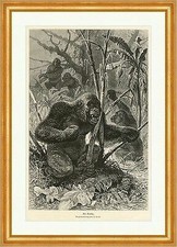 Der Gorilla Tiere Urwald F