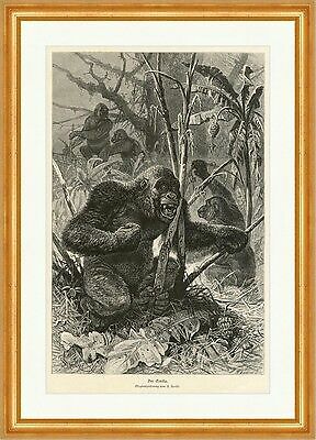 Der gorilla tiere - gorilla, f