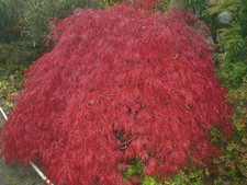 Japanischer Schlitzahorn