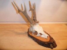 Reh Geweih Rehgeweih Rehbock