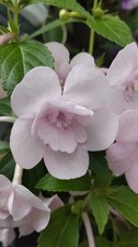 Achimenes "Doppel Pink Rose ", 2 kleine Rhizome